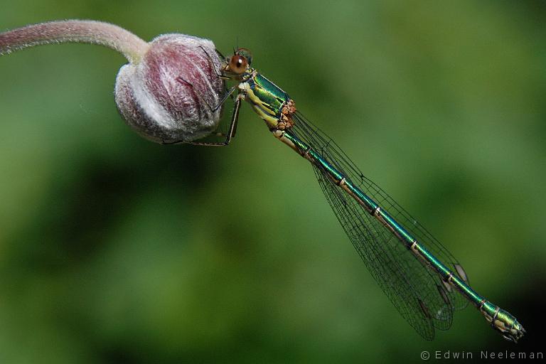 ENE-20070803-0047.jpg - [nl] Gewone pantserjuffer ( Lestes sponsa )[en] Emerald Damselfly ( Lestes sponsa )